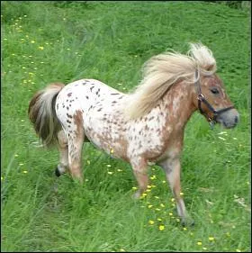 Quelle est la race la plus petite du monde ?