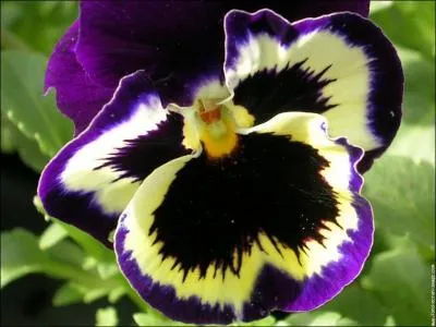 Quelle est cette fleur ?