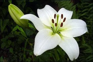 Quelle est cette fleur ?