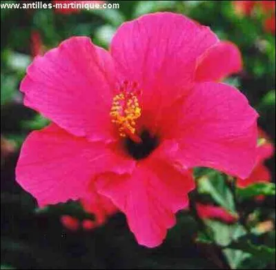 Quelle est cette fleur ?