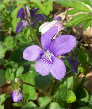 Quelle est cette fleur ?