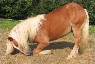 Que fait ce cheval ?