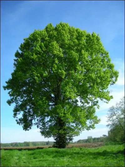 Comment se nomme cet arbre qui donne des glands ?