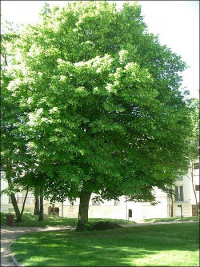Comment se nomme cet arbre dont on fait une tisane avec certaines de ses feuilles et qui a des fleurs odorantes ?