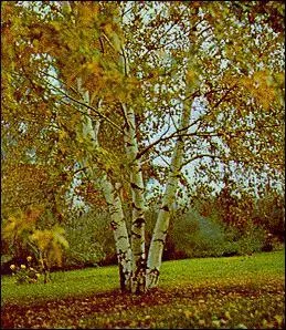 Comment se nomme cet arbre ?