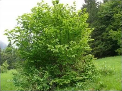 Comment se nomme cet arbre donnant des noix que les écureuils aiment beaucoup ?