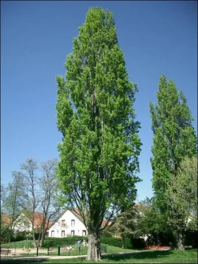 Comment se nomme cet arbre ?