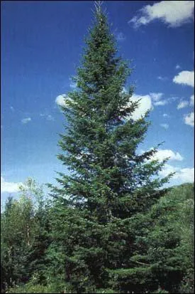 Comment se nomme cet arbre ?