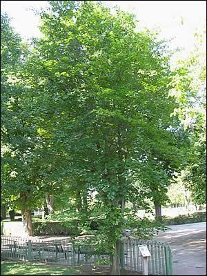 Comment se nomme cet arbre qui donne des faînes ?