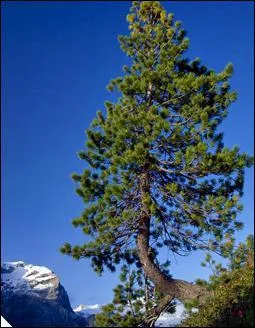 Comment se nomme cet arbre ?