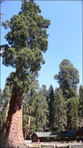 Comment se nomme cet arbre ?