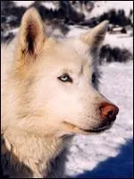 Ce chien est de quel croisement ?