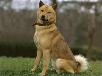 Ce chien est  quel stade de son volution ?