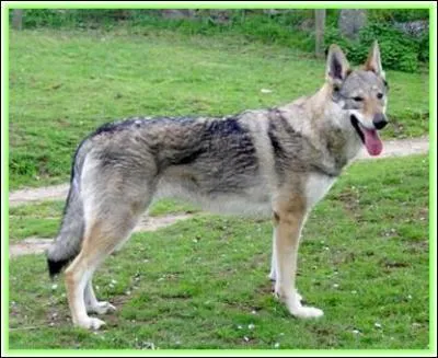 Ce chien est de race