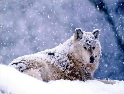 Ce chien est de race