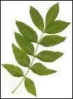 De quel arbre cette feuille vient-elle ?