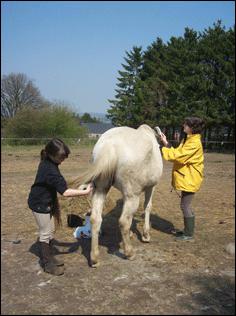 Le temps du pansage est variable selon la longueur du poil, la propreté du cheval et sa taille.