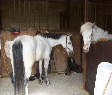 Prodiguer des soins au cheval ne se fait qu'avant le cours, et non aprs.
