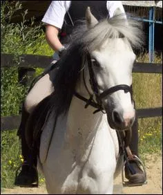 Les triers doivent servir  prendre appui au cavalier