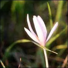 Quelle est cette fleur toxique dont l'ingestion en grande quantit peut provoquer la mort ?