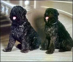 Quelle est la race de ce chien ?