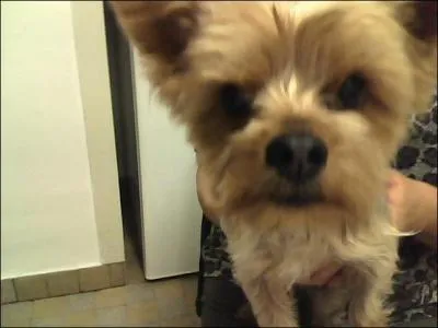 A-t-elle des animaux ?