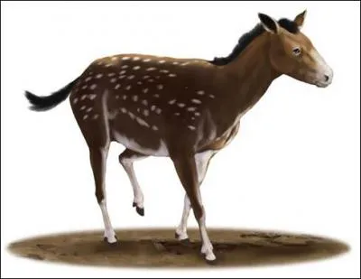 Comment se nomme le deuxime anctre du cheval ?