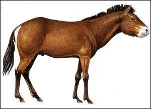 Comment se nomme le troisime anctre du cheval ?