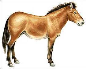 Comment se nomme le quatrime anctre du cheval ?