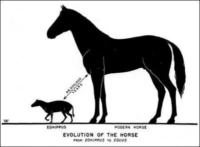 Le premier anctre du cheval n'tait pas plus grand qu'un :