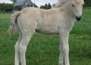 Quiz Les chevaux