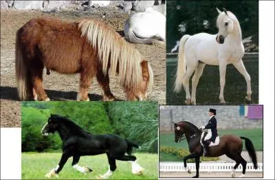 Quel est le bon groupe, qui correspond aux quatre races ?