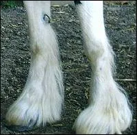 Que signifie 'fanons' ?