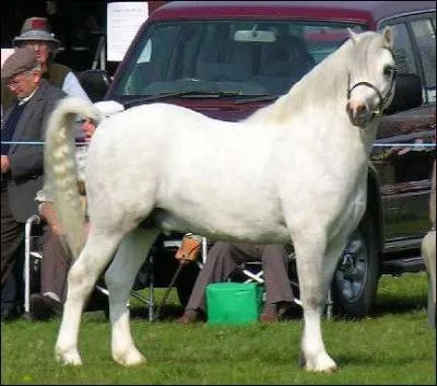 Comment se nomme ce petit cheval ?