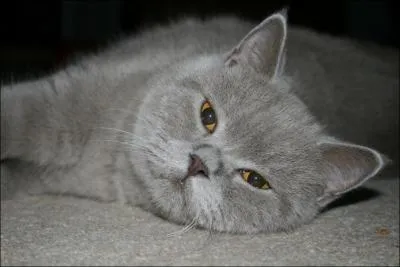 Il s'agit de quelle race ?