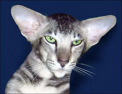 Il s'agit de quelle race ?