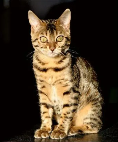 Il s'agit de quelle race ?