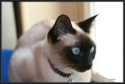 Il s'agit de quelle race ?