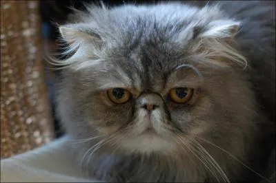 Il s'agit de quelle race ?