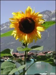 Quelle est cette fleur ?