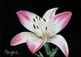 Quelle est cette fleur ?