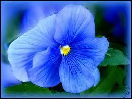 Quelle est cette fleur ?