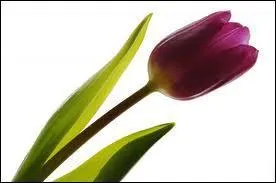 Quelle est cette fleur ?