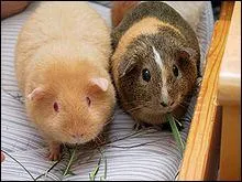 Quel est cet animal ?