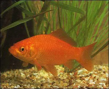 Quel est cet animal ?