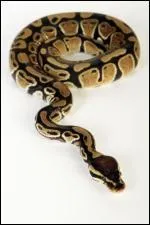 Quel est cet animal ? (h oui certaines personnes prennent cela pour animaux de compagnie)