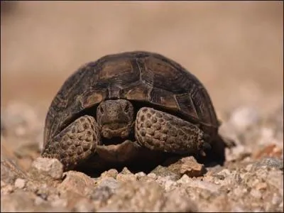 Quel est cet animal ?