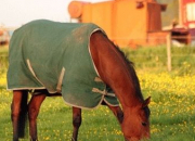 Quiz Quiz trier d'or (Galop 3) sur l'alimentation des chevaux