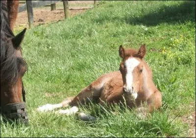 On peut donner des boutons d'or au chevaux :
