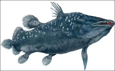 Quel est cet animal ?